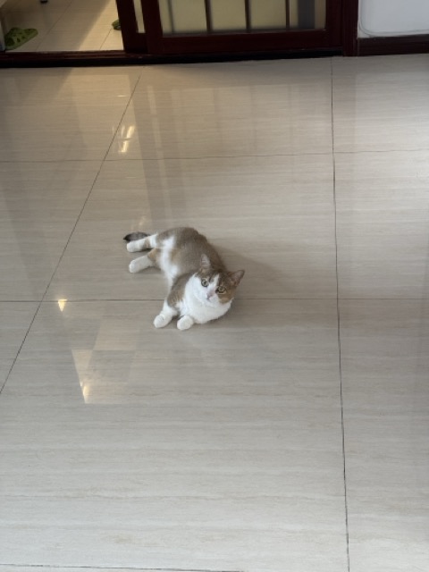 石榴